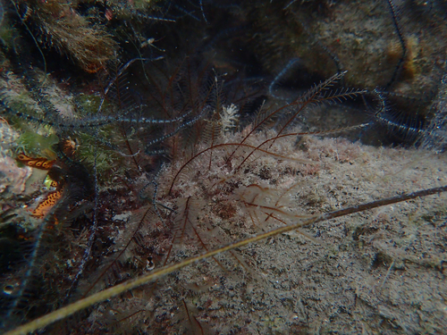 Aglaophenia pluma