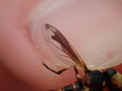 Physocephala vittata