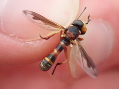 Physocephala vittata