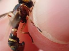 Physocephala vittata