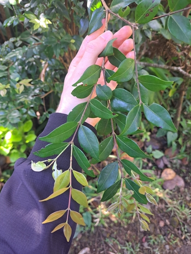 Siphoneugena densiflora, 2025-03-13