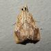 Crocidolomia pavonana - Photo (c) Henry de Lange,  זכויות יוצרים חלקיות (CC BY), הועלה על ידי Henry de Lange