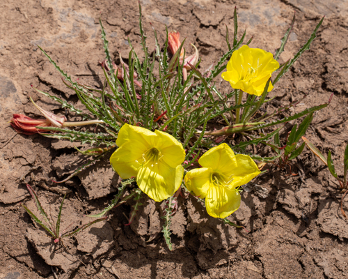 Flaming Gorge evening primrose (Oenothera acutissima)
