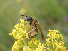 Halictus quadricinctus