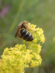 Halictus quadricinctus