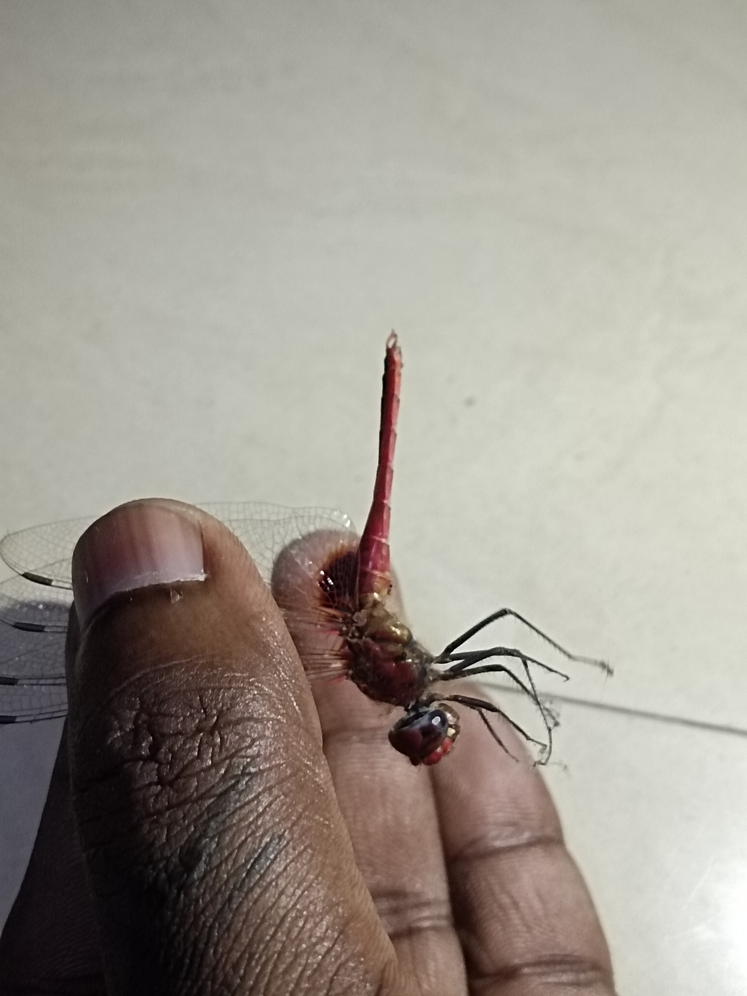 Greater Crimson Glider