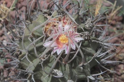 Echinofossulocactus coptonogonus