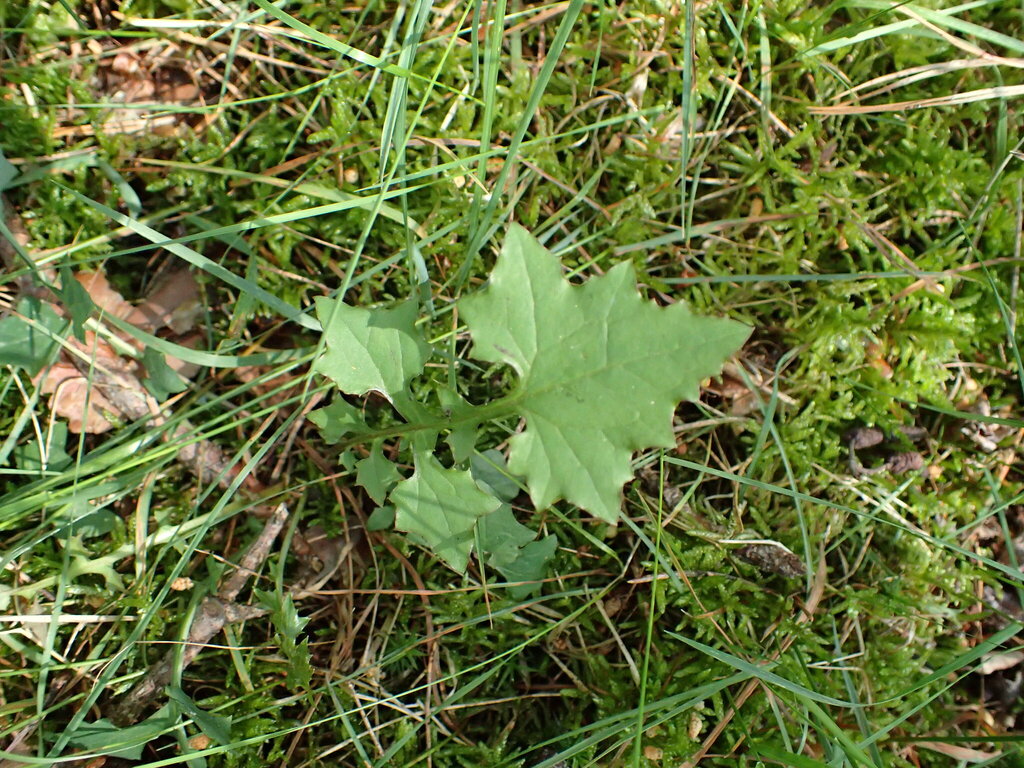 Lactuca