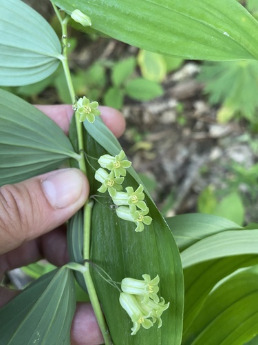 Polygonatum orientale (Polygonatum orientale)