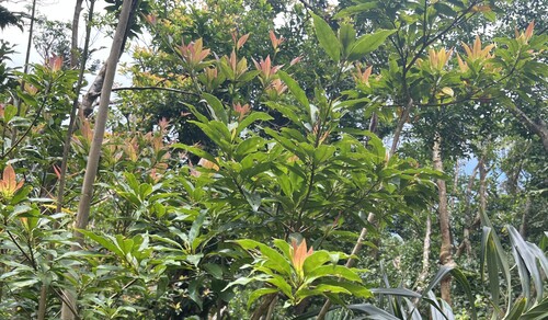 Elaeocarpus argenteus observed 2025-05-18