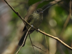 Rhynchocyclus olivaceus