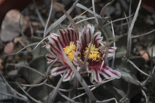Echinofossulocactus coptonogonus