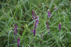 Vicia eriocarpa
