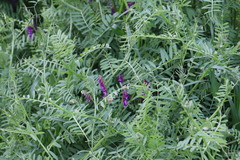 Vicia eriocarpa