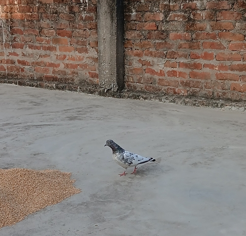Feral Pigeon