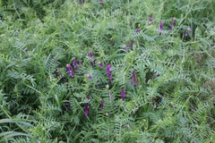 Vicia eriocarpa