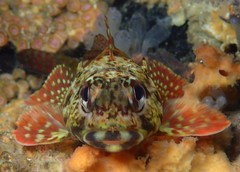 Bovichtus angustifrons