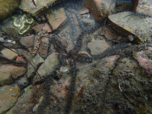 Ophiothrix fragilis