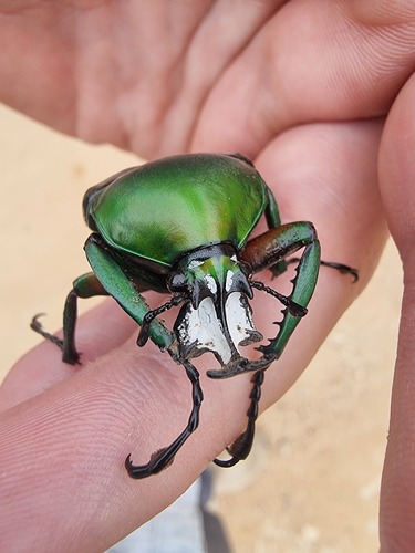 Dicronorhina derbyana oberthueri