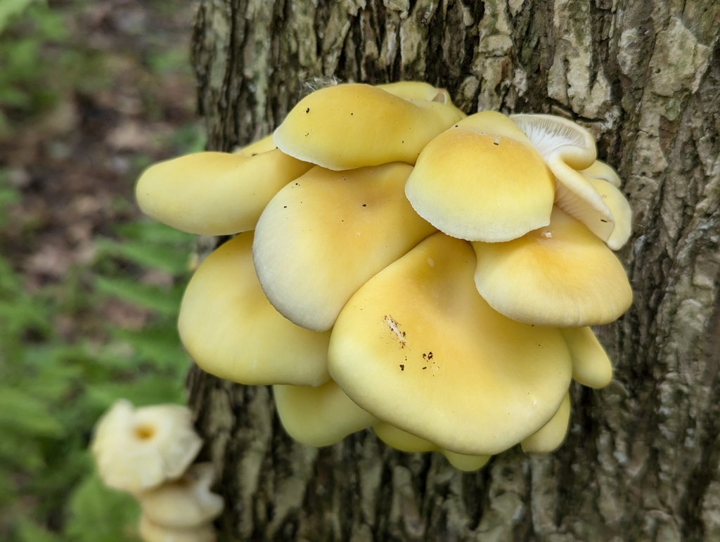 Pleurotus