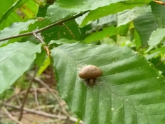 Mastophora phrynosoma