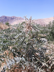 Sophora alopecuroides