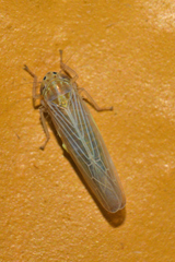 Dalbulus elimatus