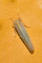 Dalbulus elimatus