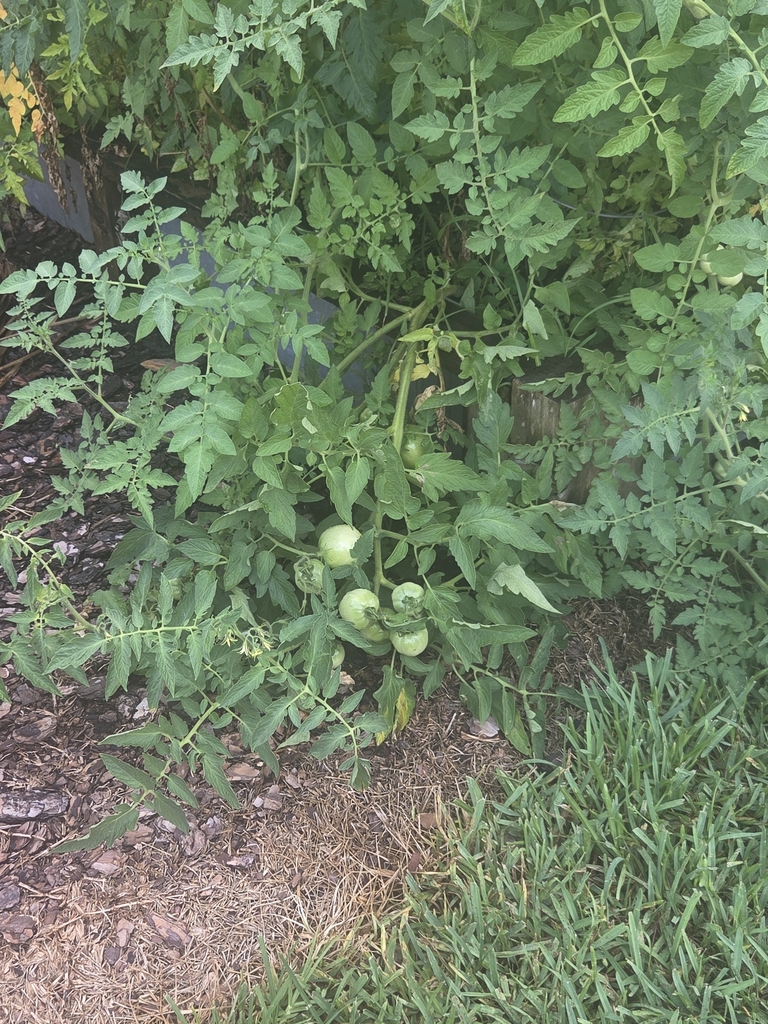 Solanum lycopersicum