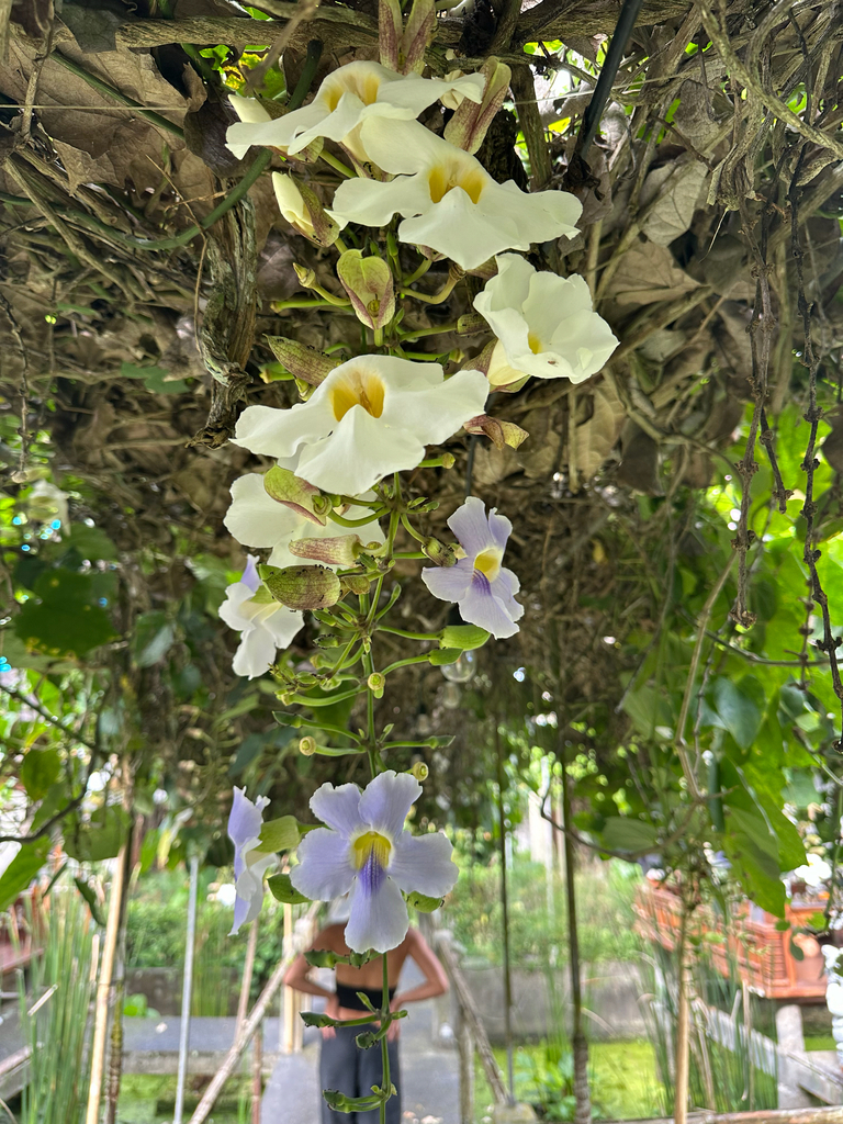 flores