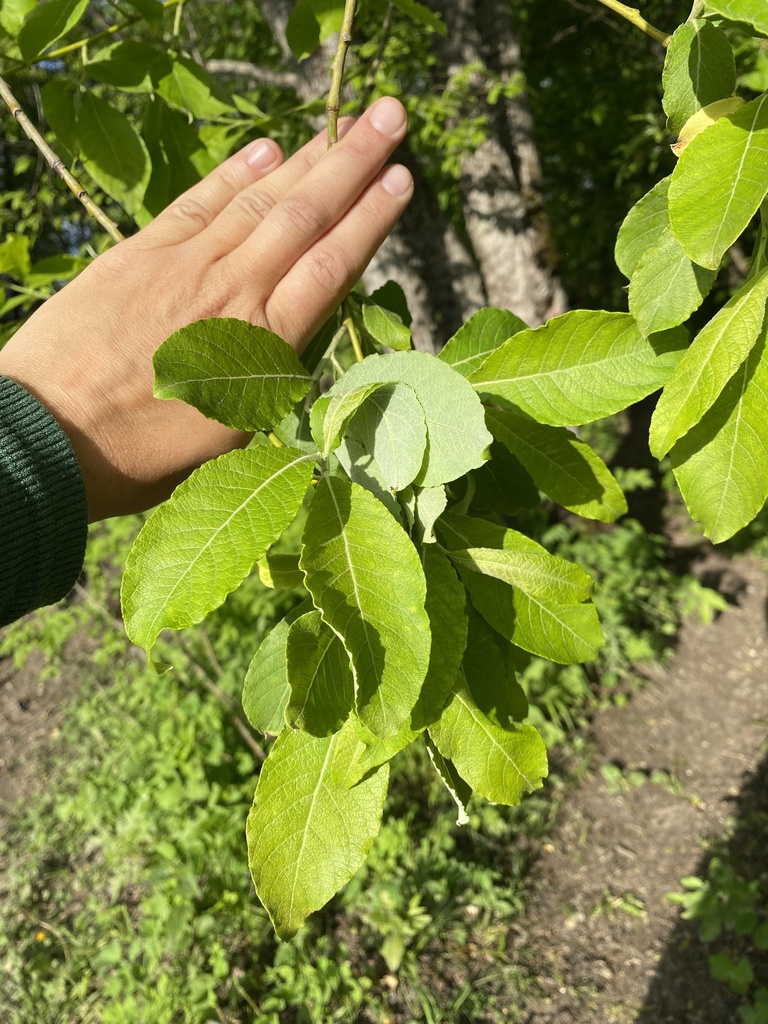 Salix