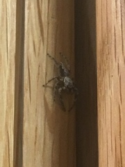 Platycryptus undatus