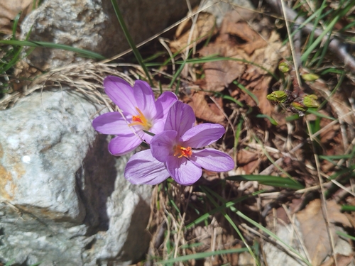 Crocus corsicus, photograph 5