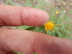 Eucephalus breweri