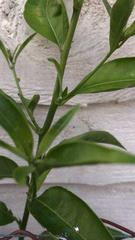 Solanum pseudocapsicum