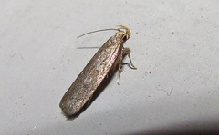 Autostichidae