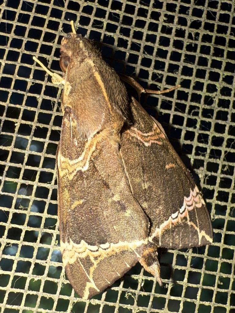 Antinephele achlora