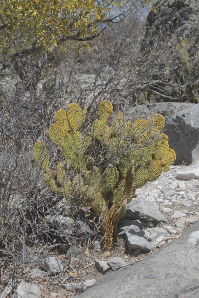 Bunny ear cactus with paired flat pads