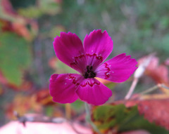 Microbotryum dianthorum