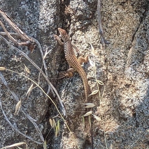 iNaturalist observation photo of Western Whiptail