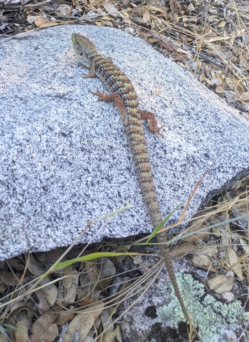 iNaturalist observation photo of Southern Alligator Lizard
