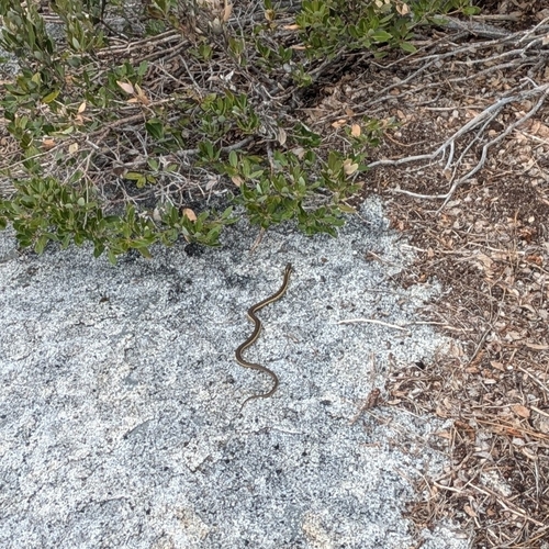 iNaturalist observation photo of Sierra Garter Snake