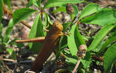 Schistocerca rubiginosa