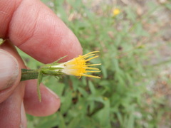 Eucephalus breweri