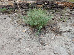 Eucephalus breweri