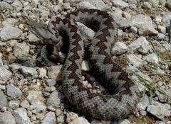 Vipera ammodytes