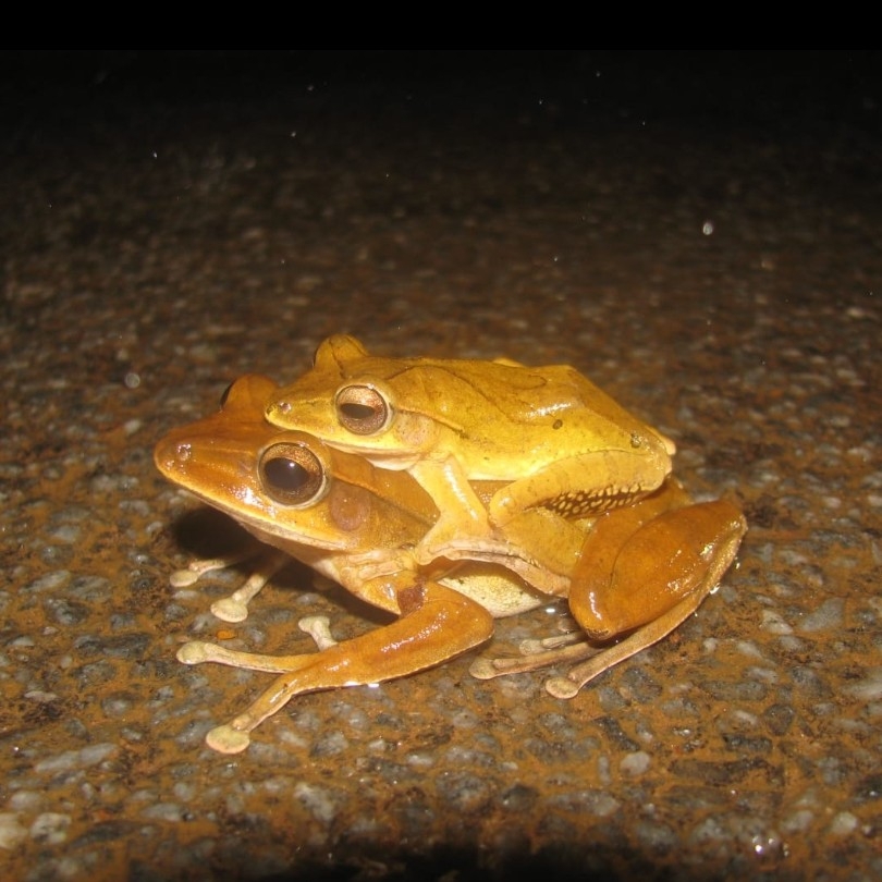 Nagercoil Whipping Frog