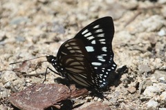 Euripus nyctelius