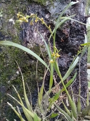 Prosthechea ochracea