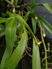 Prosthechea ochracea
